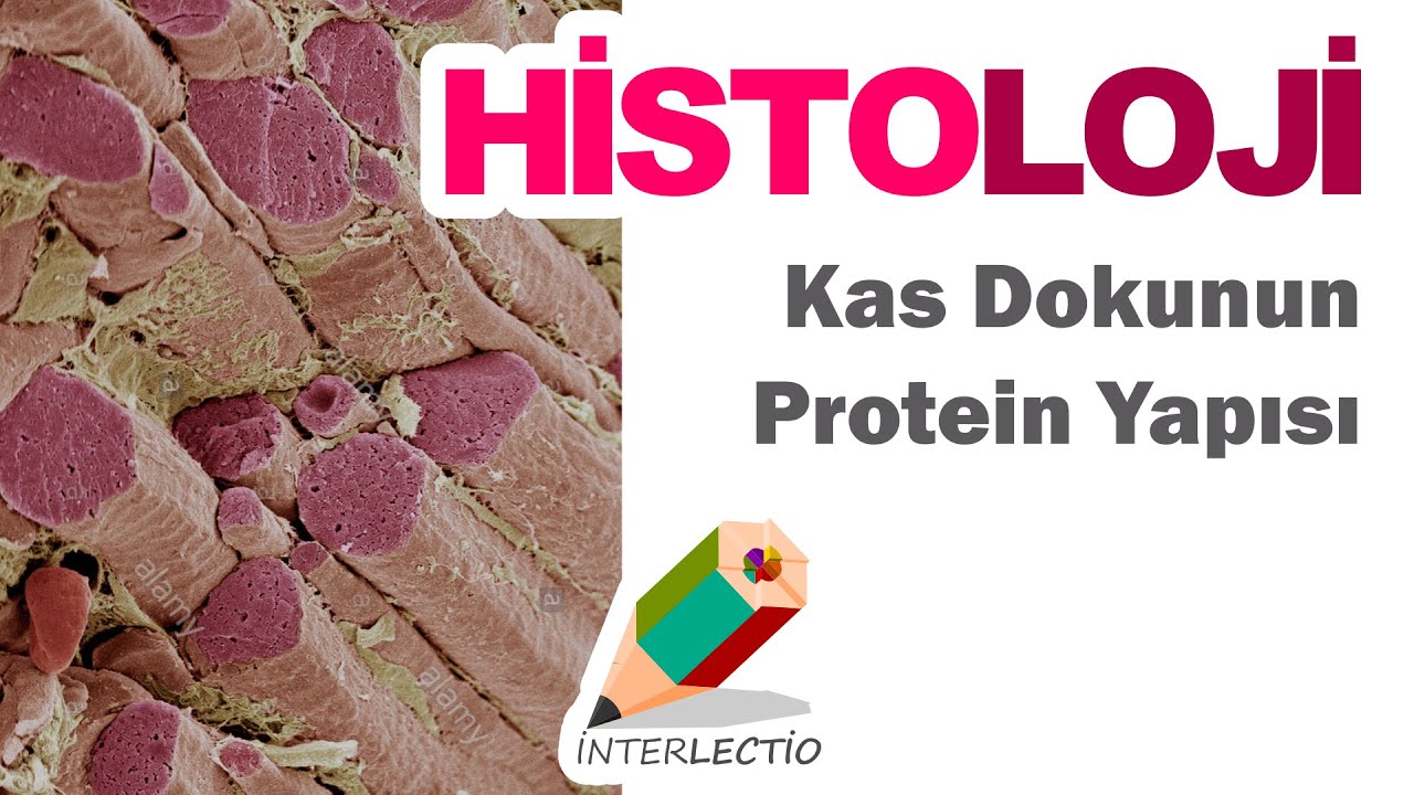 Histoloji | Kas Doku ~ Kas Dokunun Protein Yapısı