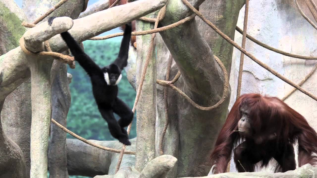 Gibbon and orangutan meet, hang at Brookfield Zoo