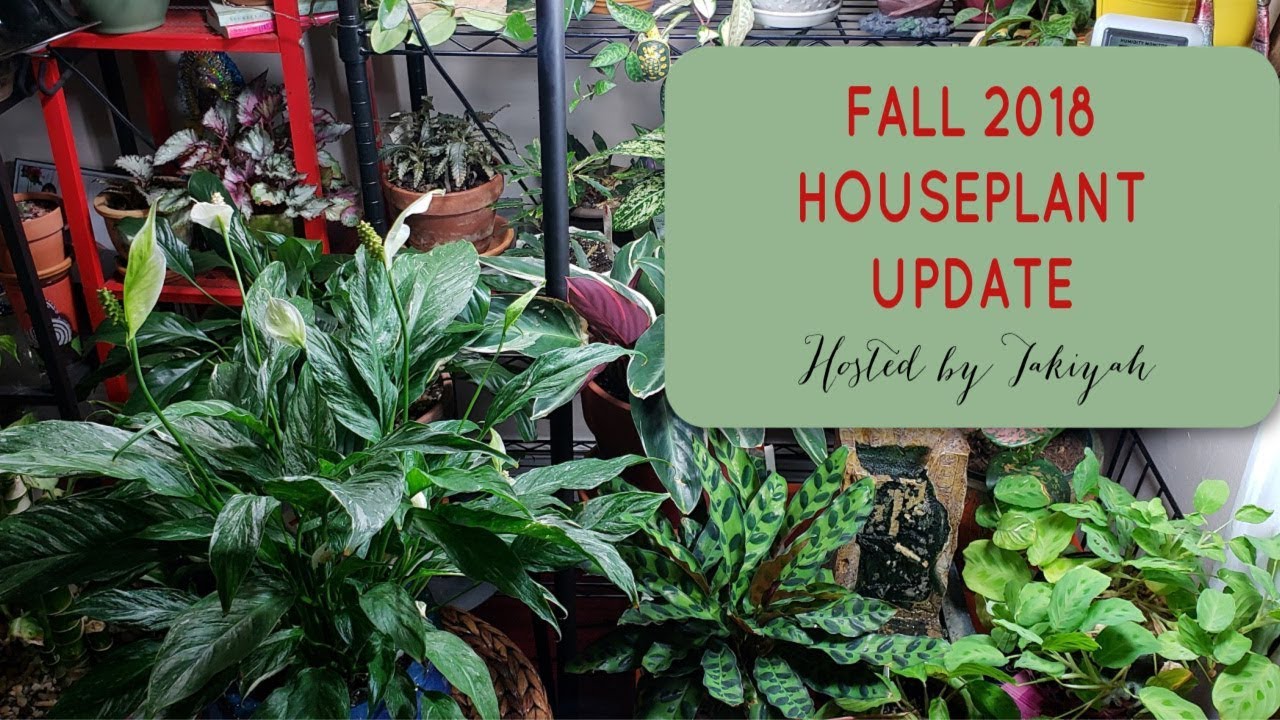 LAST Houseplant Tour of 2018 // December 2018
