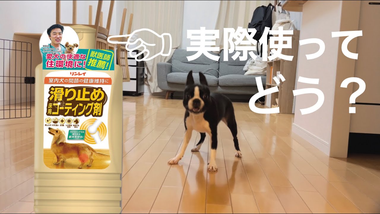 滑り止めコーティング剤実際塗った感想　犬用　ワックス　フローリングに♪【ボストンテリア】
