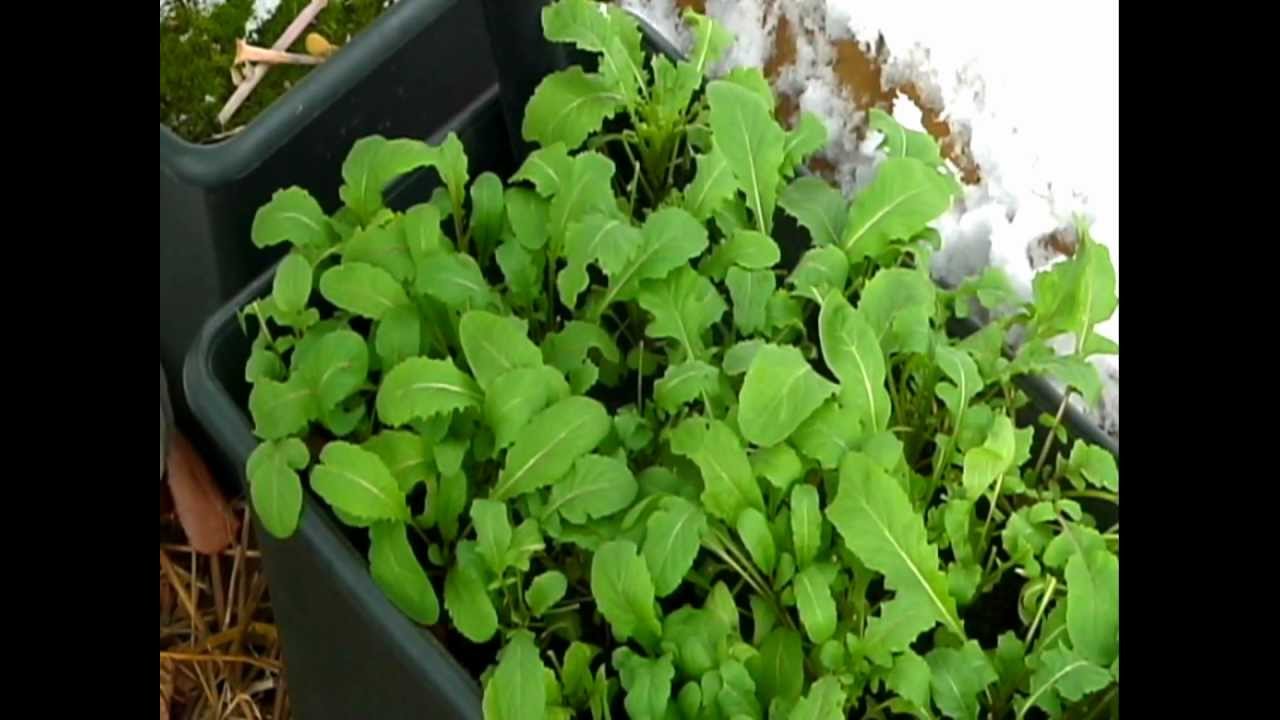 Grow For Life And For Health