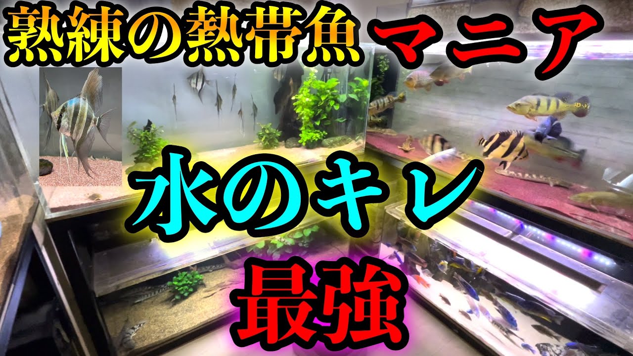 水のキレ✨大定評！！圧倒的凄腕飼育マニア　ナリケン水槽『アルタムエンゼル』『コリドラス』『デルヘッジ』『アメシク』『アフシク』『キクラ』ブラックアロワナ』大型魚〜中型魚　満載　アクアリウム
