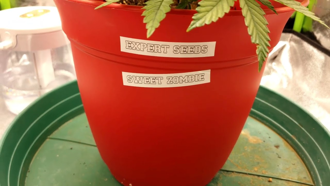 Expert Seeds Sweet Zombie