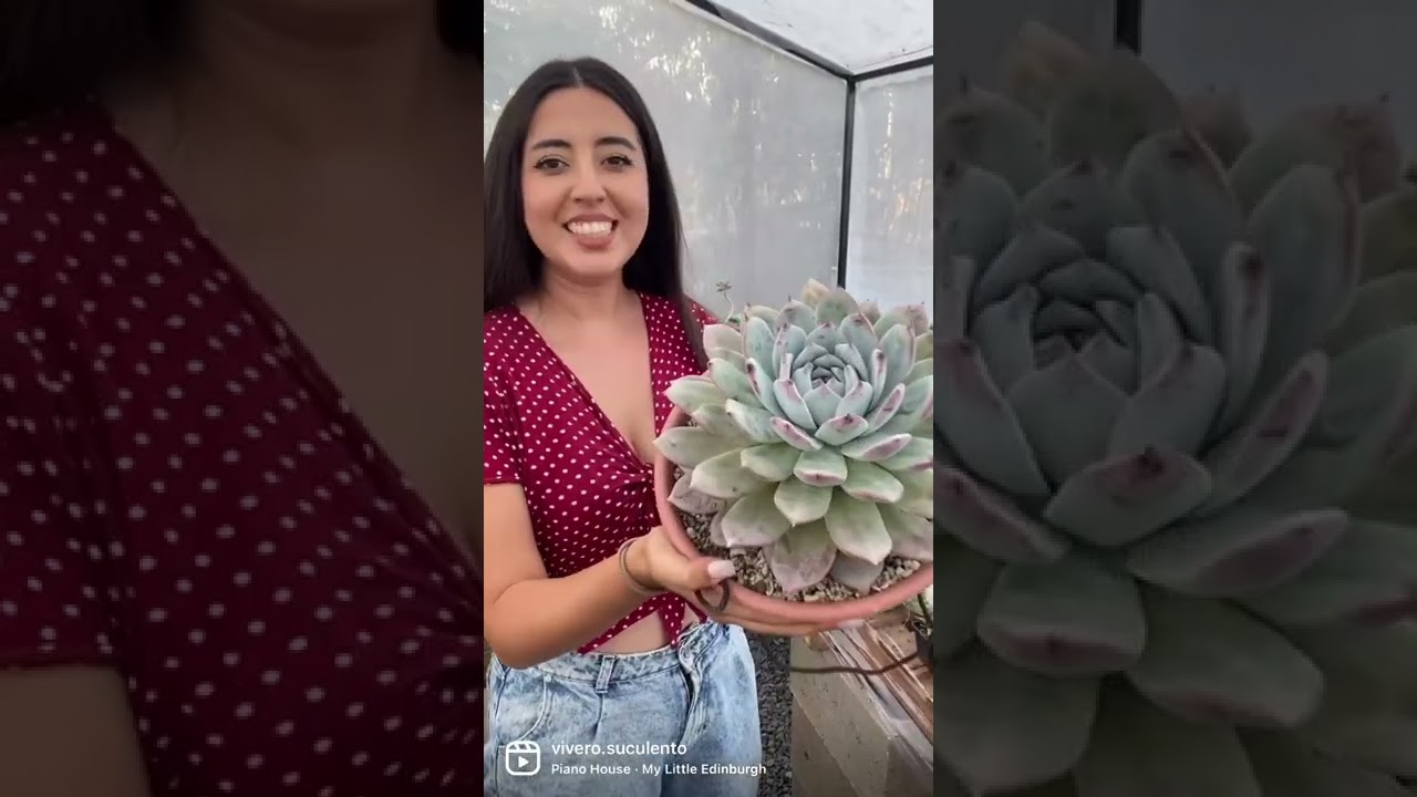 5 SUCULENTAS MEXICANAS &ldquo;vallan a ver el nuevo video que acaba de subir CANDY BU&ldquo; @candybuplantas