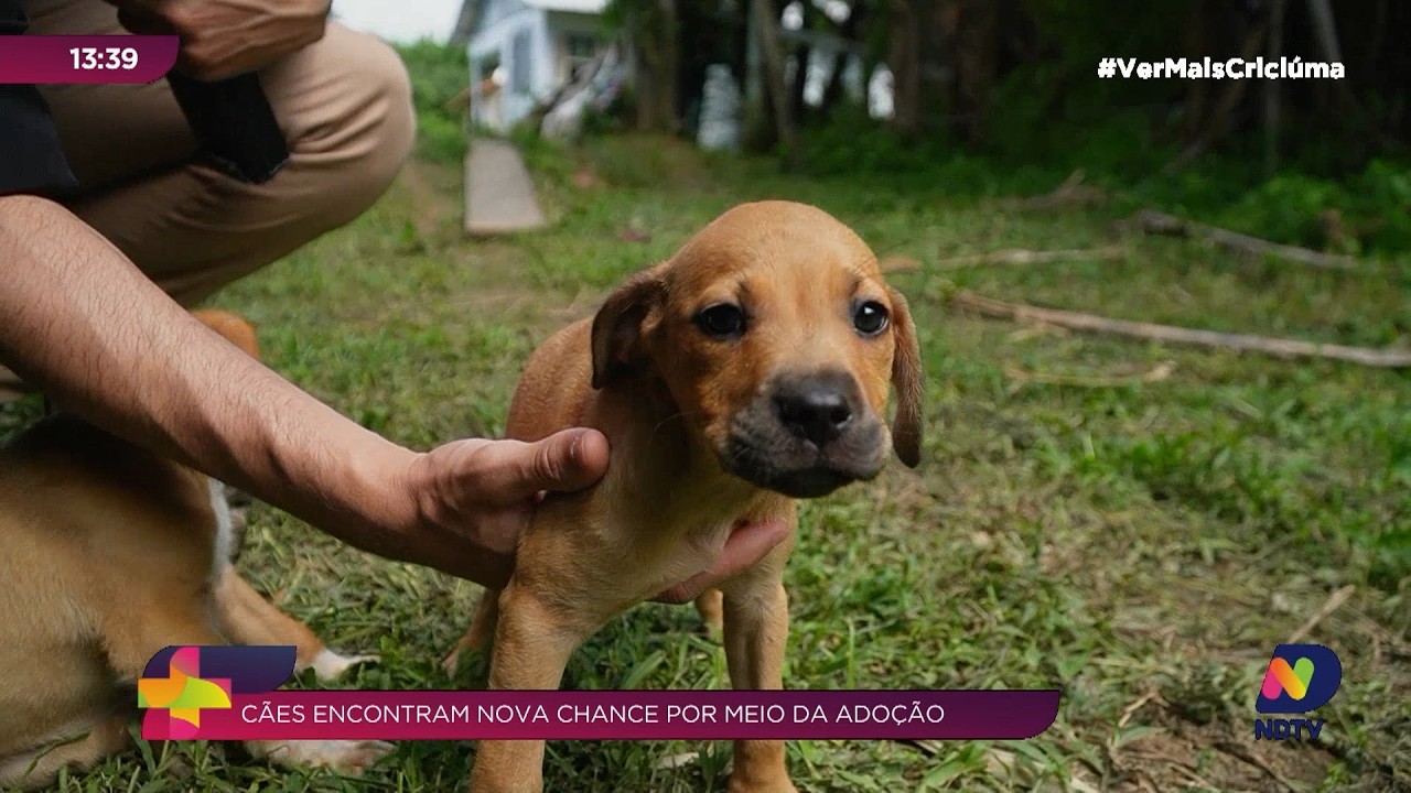 Protetor resgata cães vítimas de maus-tratos em Tubarão