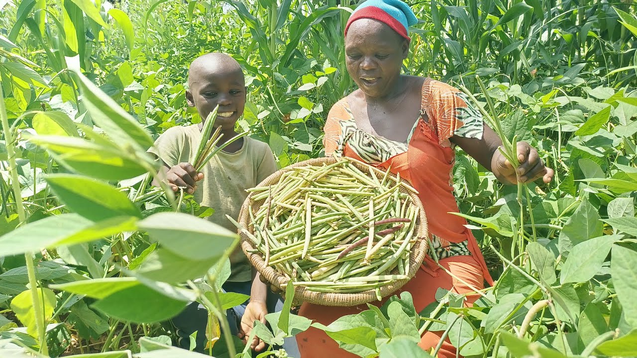 African Village life and Cooking, cowpeas fried rice, food for dinner