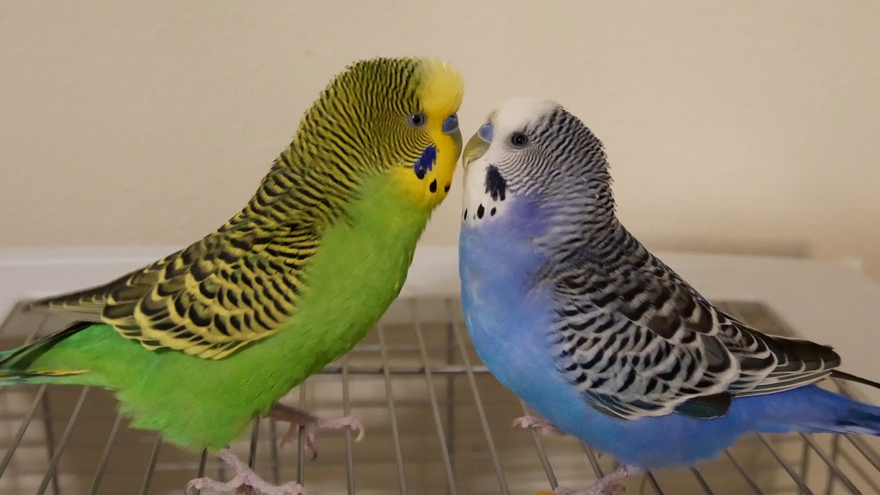 Kiwi and Pixel talking on the cage (they've finished molting!!) [UHD 4K]