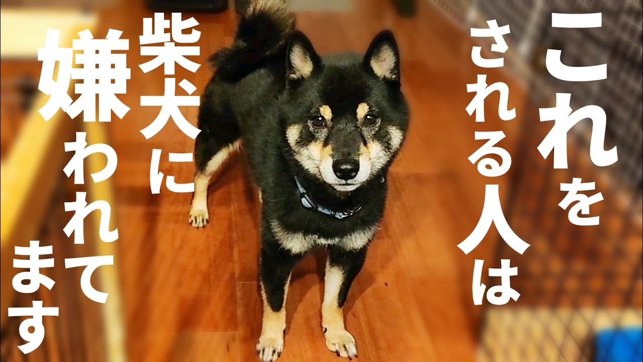 あなたは嫌われてるかもしれません。柴犬にこの仕草をされると&hellip;【黒柴犬】【豆柴】【shiba inu】