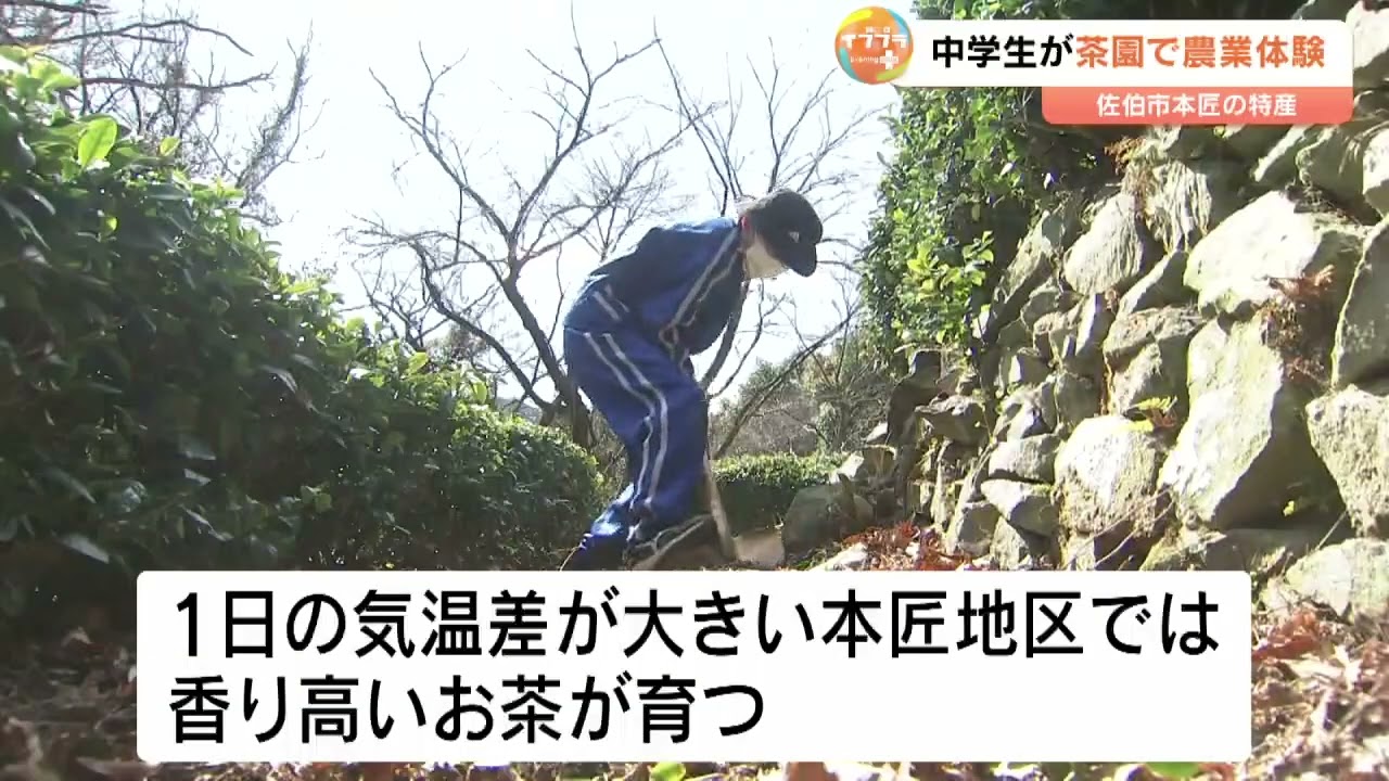 「因尾茶」を栽培　中学生が茶園をメンテナンス、収穫期に備える　大分