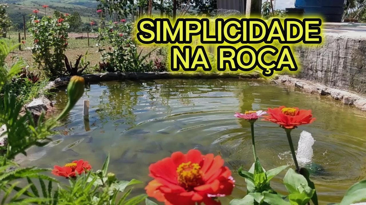 É NAS COISAS SIMPLES QUE VEMOS OS MELHORES RESULTADOS | Sítio do Zero! 🌿