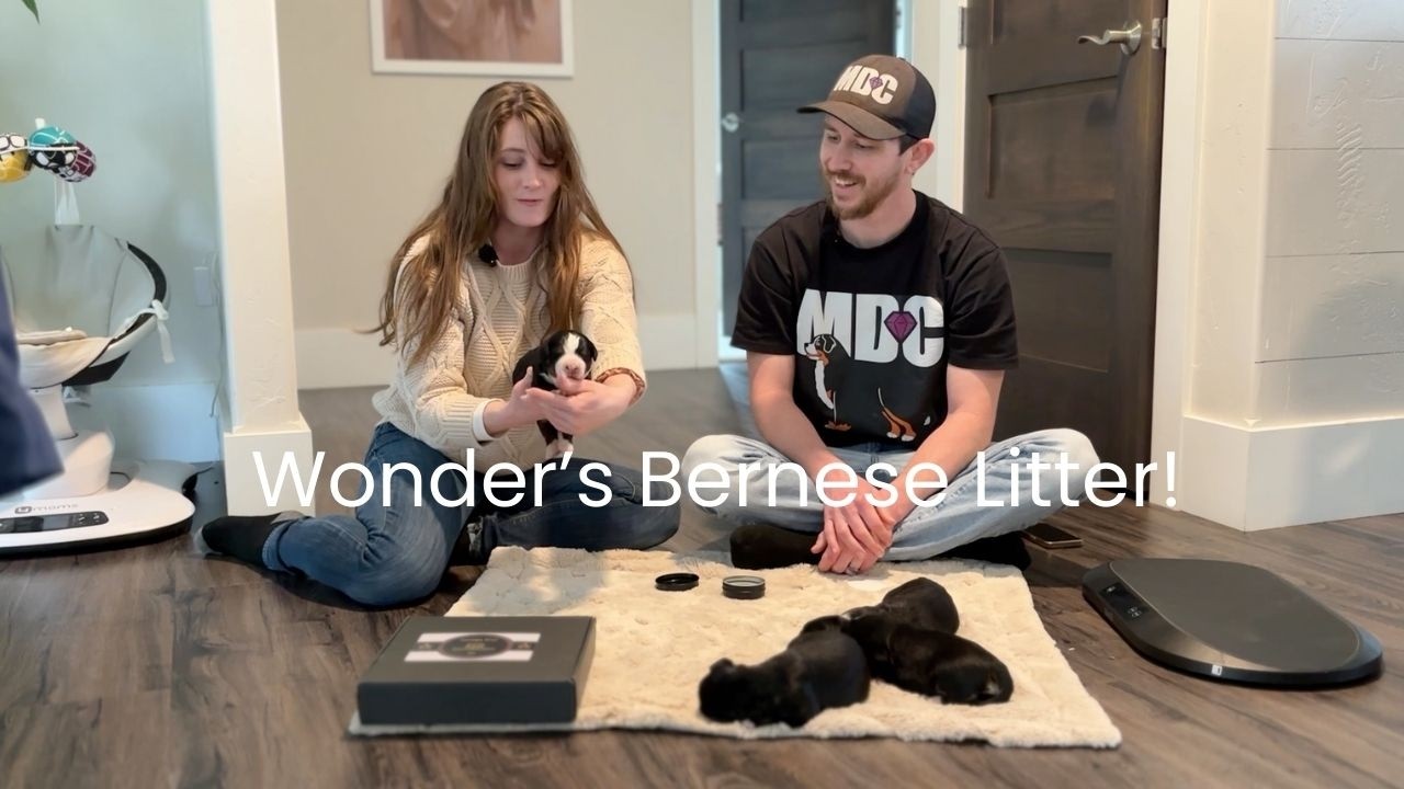 Wonder's Beautiful Bernese Litter Reveal!