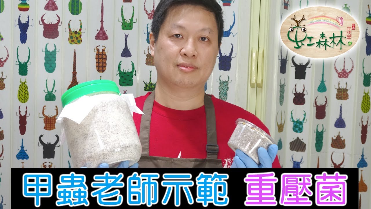 重壓菌 鍬形蟲幼蟲食材 鍬雞母蟲吃什麼★ 虹森林chentsei甲蟲老師 ★
