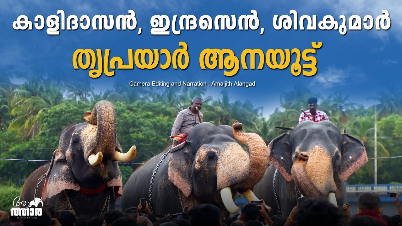 CHIRAKKAL KALIDASAN | GURUVAYOOR INDRASEN | ERANAKULAM SIVAKUMAR | KERALA ELEPHANT | TEMPLE ELEPHANT