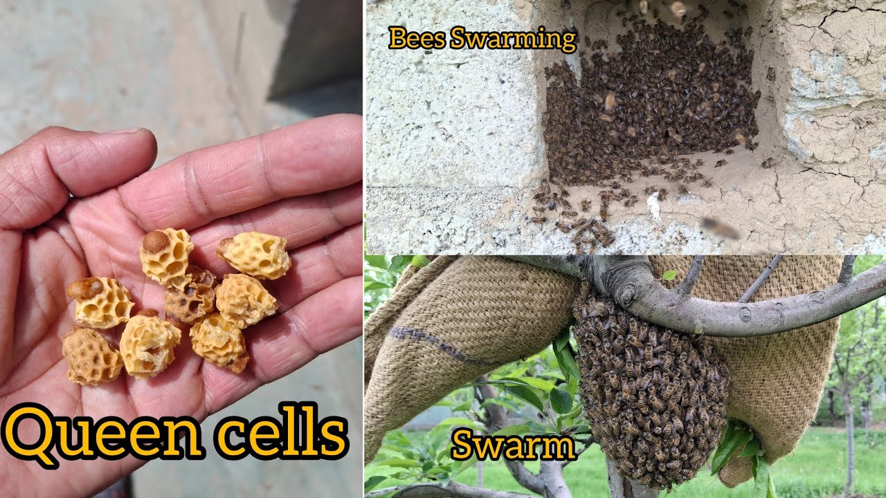 Old Video Clips|| Queen Cells Apis Cerana ||Swarm Apis cerana || Honey bees Swarming 🐝 