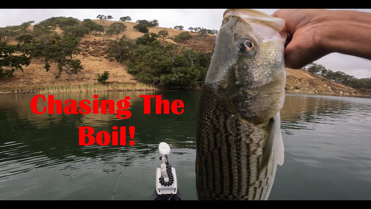 Chasing The Striper Boil!