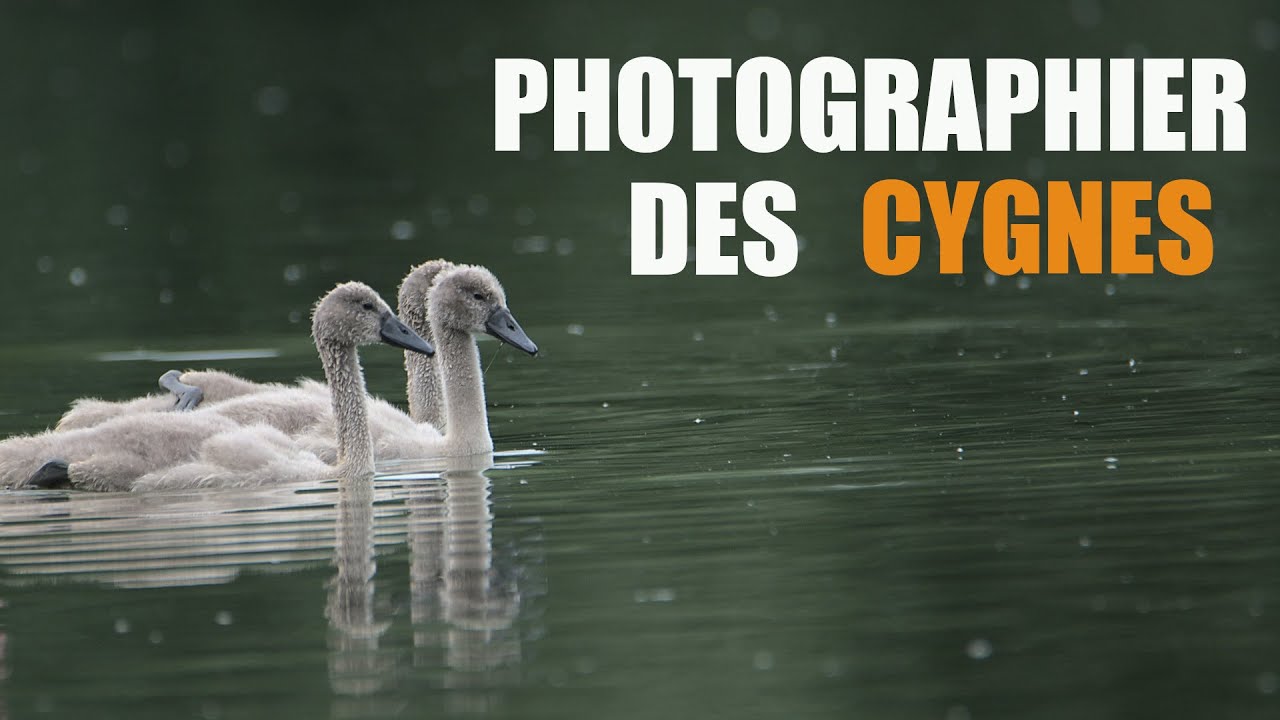 Comment Photographier le Cygne? #cygne #cygneau #oiseau