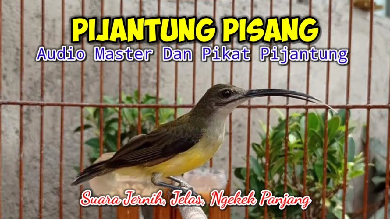 Masteran dan Pikat PIJANTUNG PISANG, Suara Jernih, Jelas Durasi Panjang
