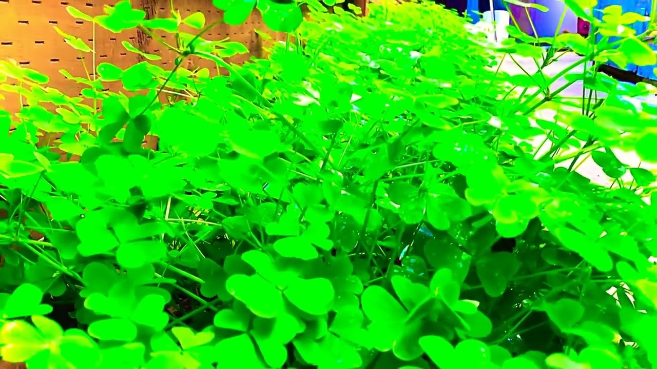 NatureASMR plants
