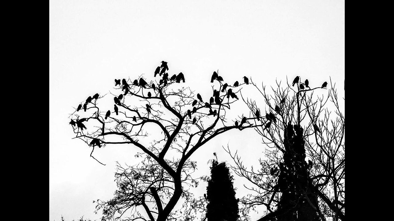 Trakl, Die Raben, Verklärter Herbst