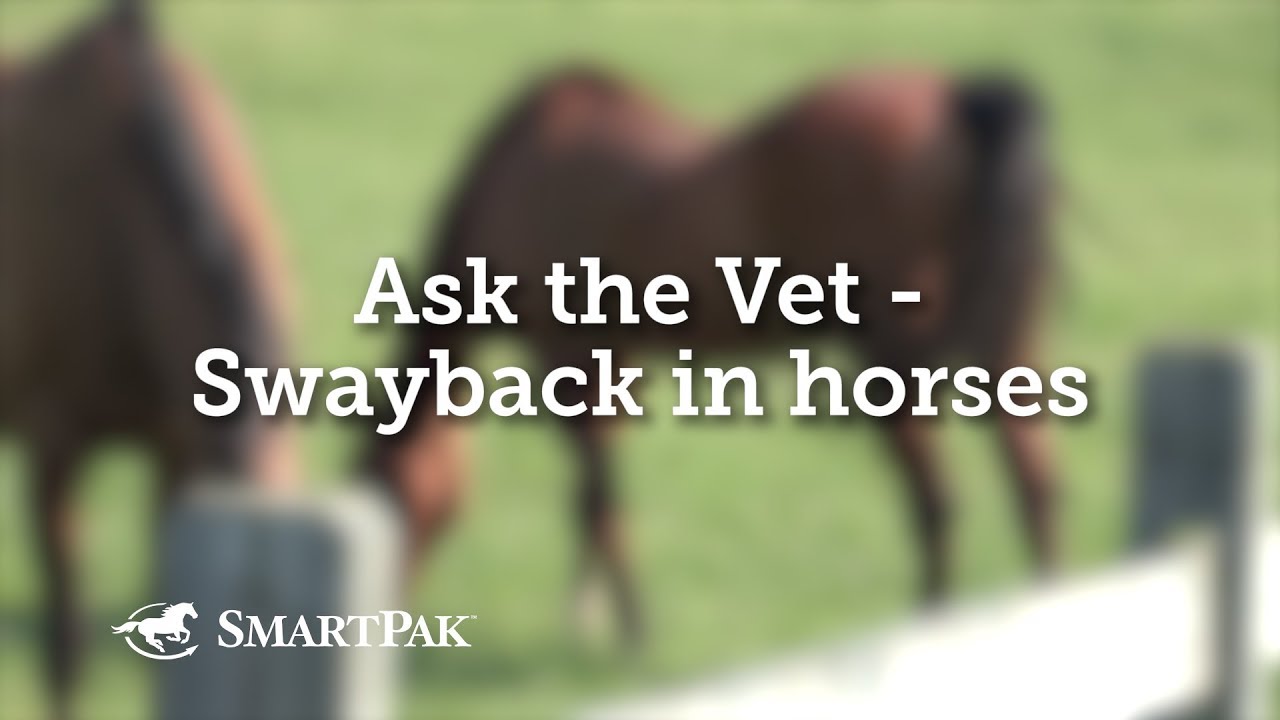 Ask the Vet - Swayback in horses