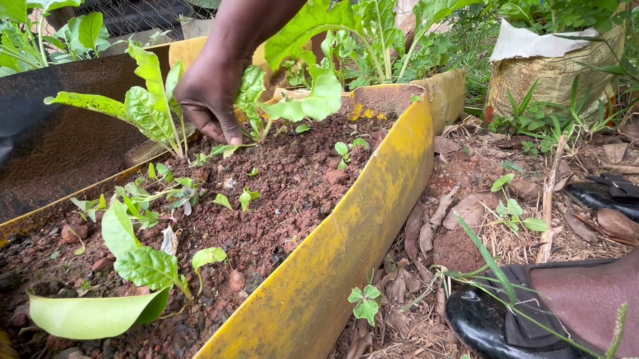I grew vegetables organically in a small space. # faith over fear. #sacrifice