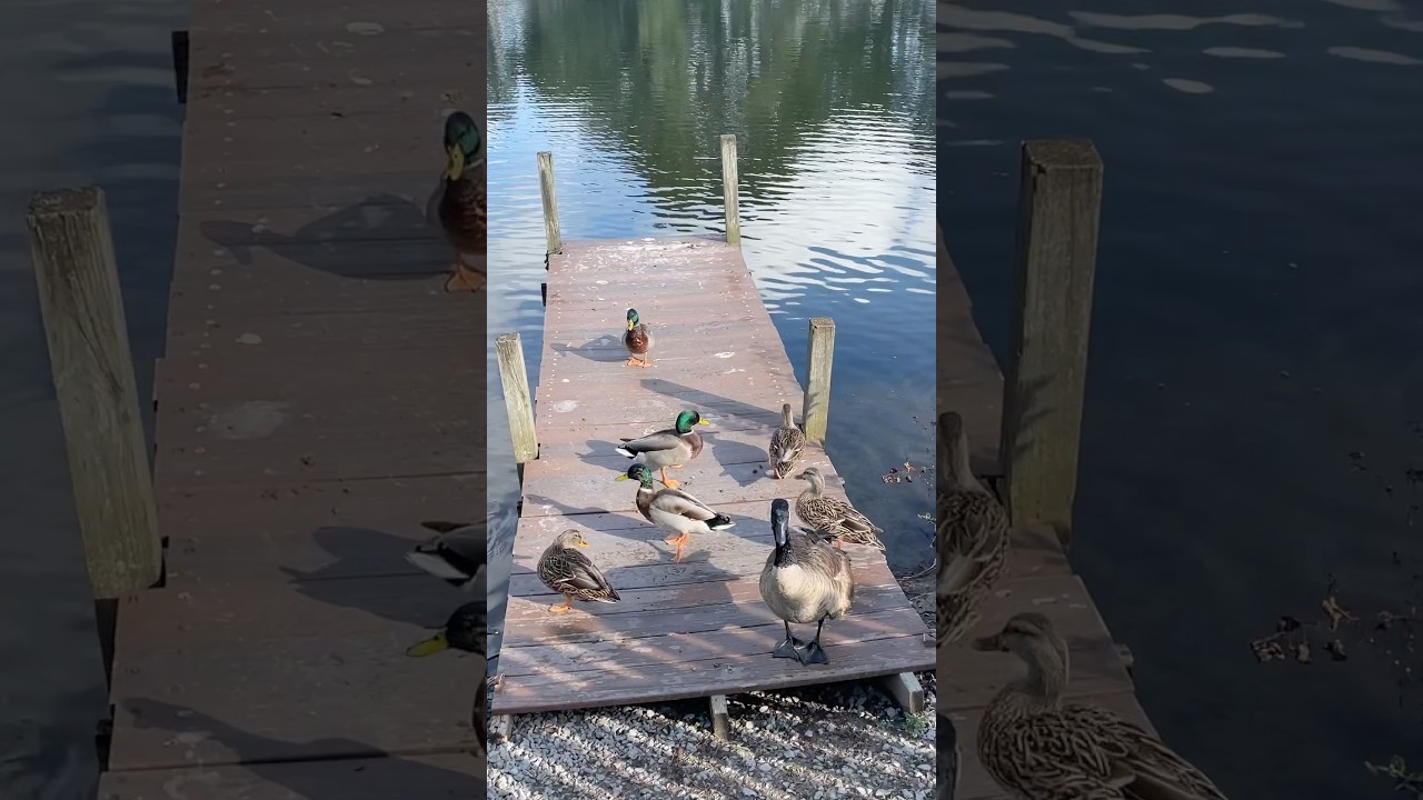 Watch this if you want peace. #geese #duck #peace #relaxing #naturelover #duckandgoose
