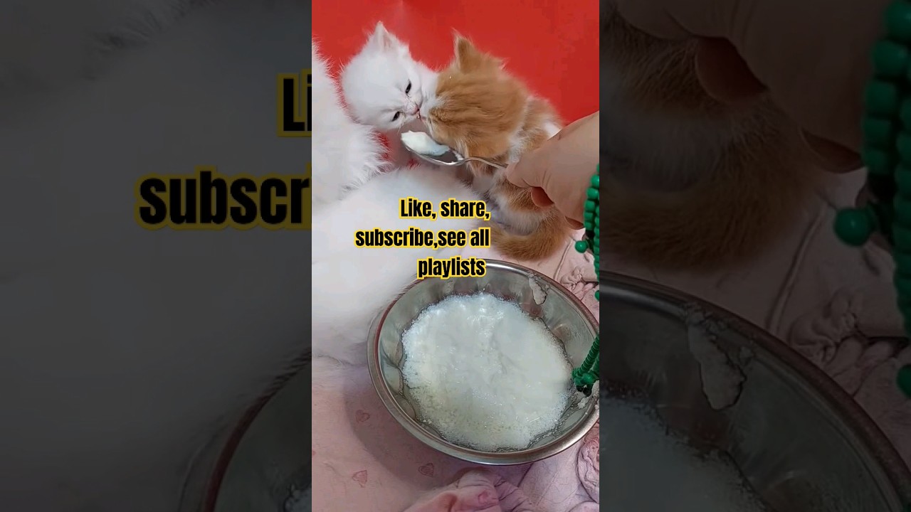 The Great Yogurt Mess!