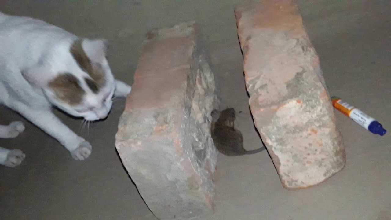 Cat Vs Rat 😎