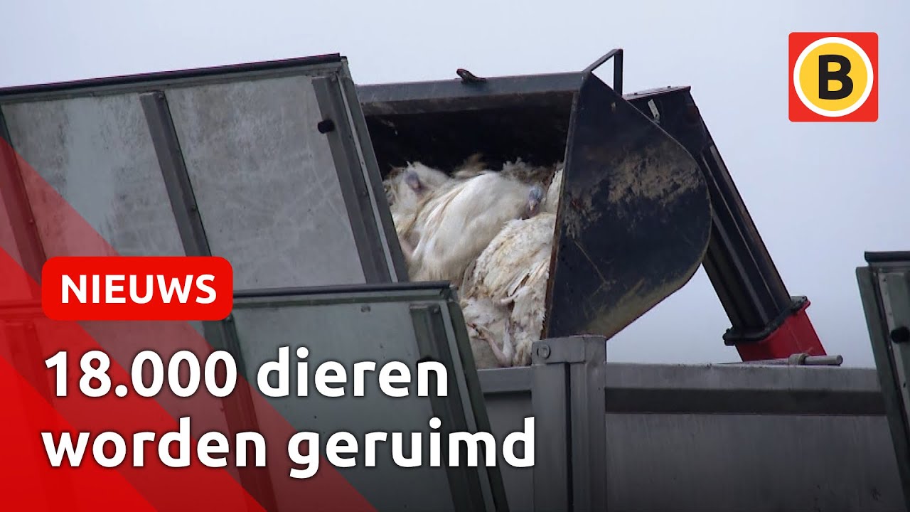 Vogelgriep op kalkoenhouderij in Moergestel | Omroep Brabant