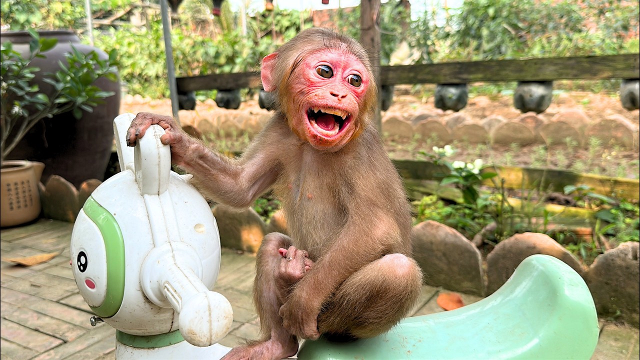 Unbelievable! Baby Monkey Kaki Turns Red with Anger&hellip; What Will Happen Next?