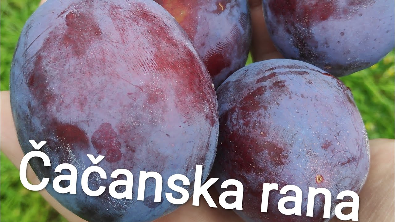 Čačanska rana šljiva Rasadnik Milojević