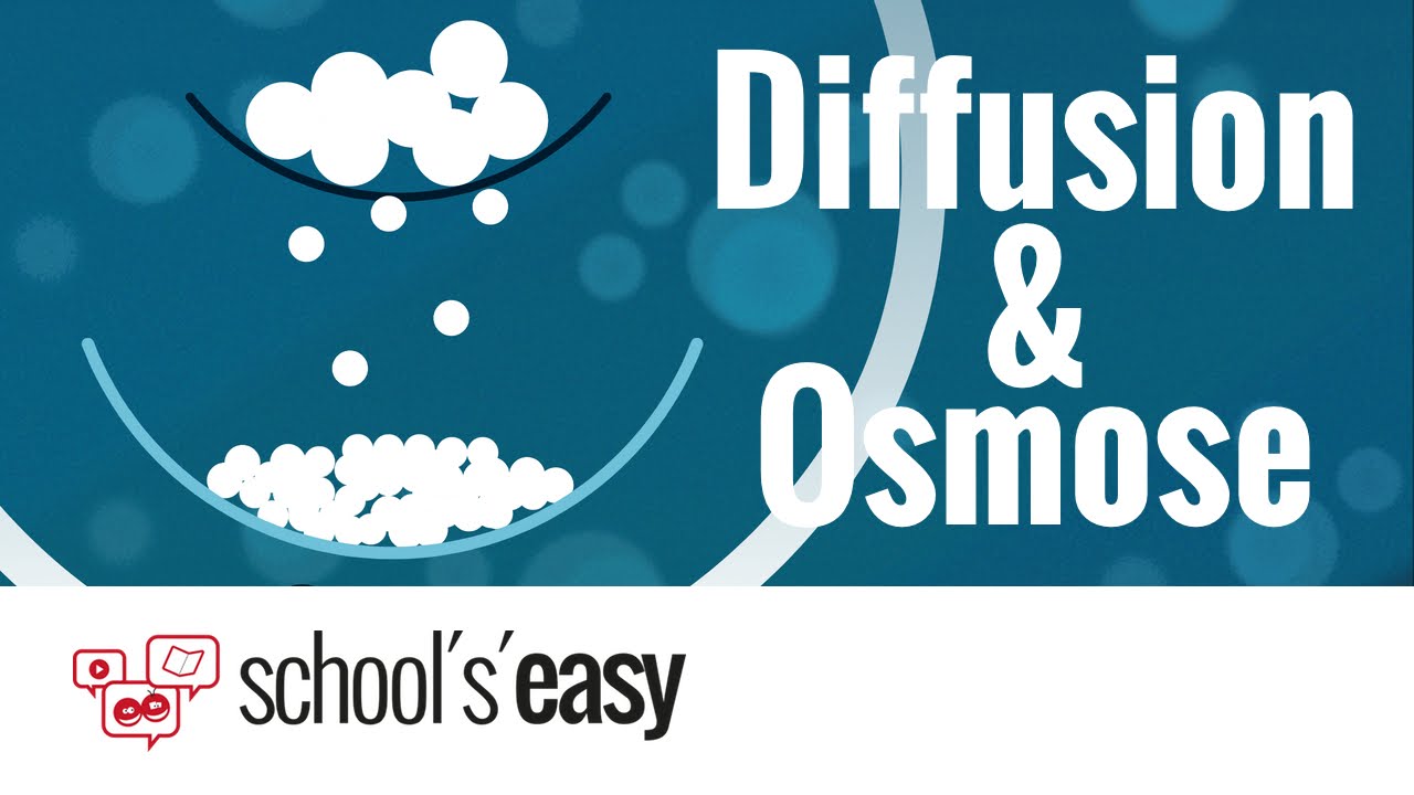 Das Prinzip der DIFFUSION und der OSMOSE