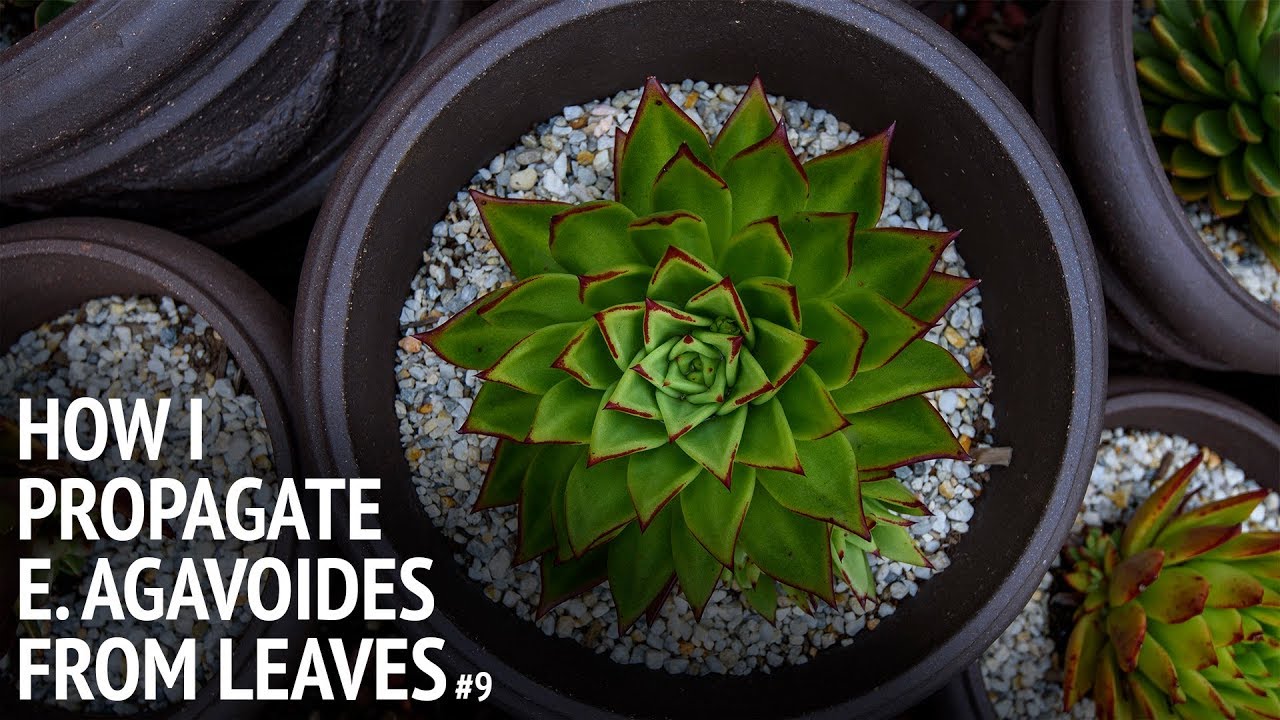 #9 How to propagate echeveria agavoides from leaves