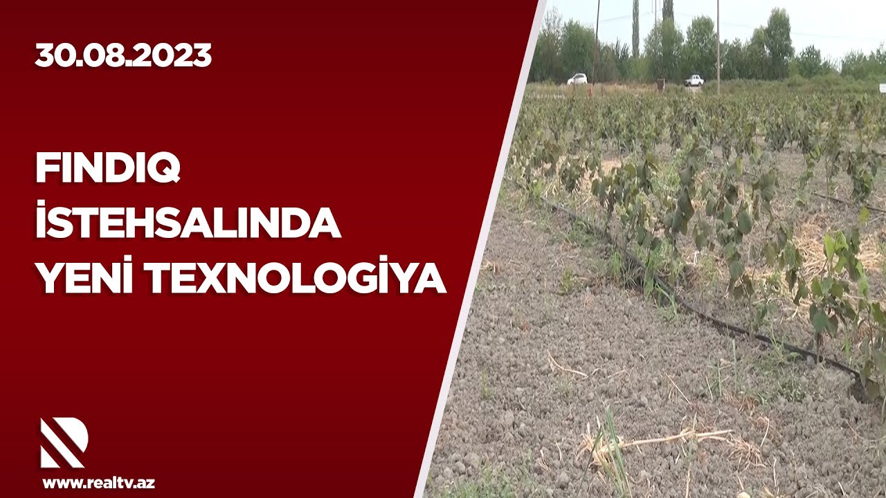 Fındıq istehsalında yeni texnologiya