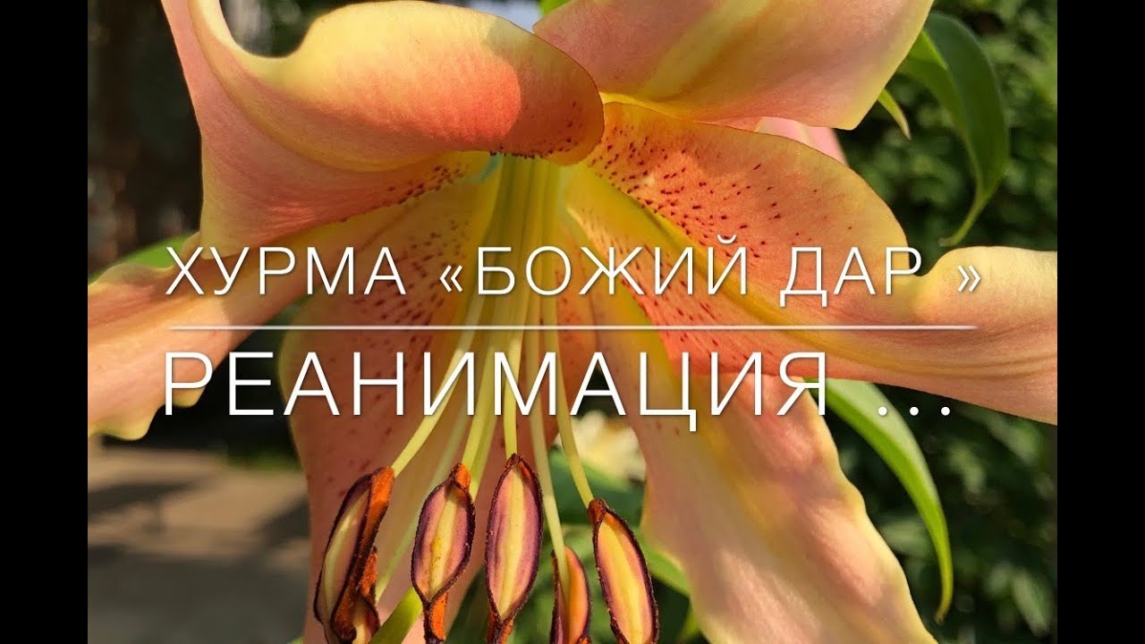 🧡 Хурма «Божий Дар» / Реанимация .