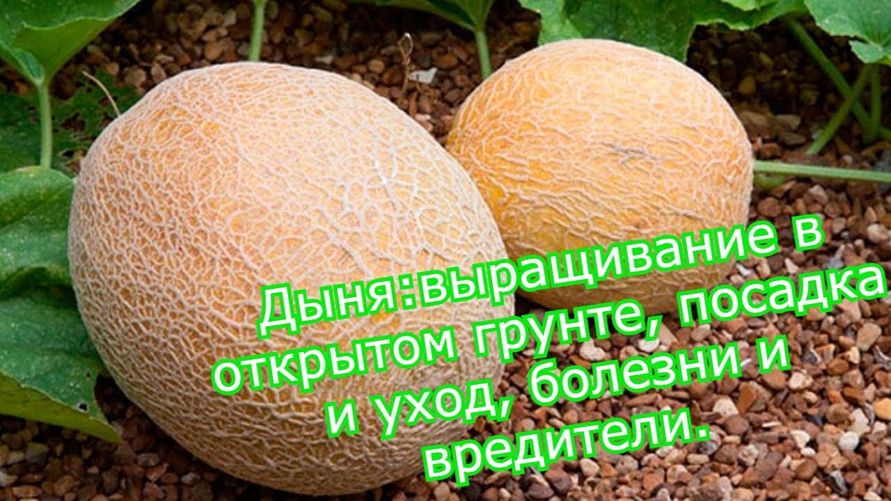 Дыня : выращивание в открытом грунте, посадка и уход, болезни и вредители.