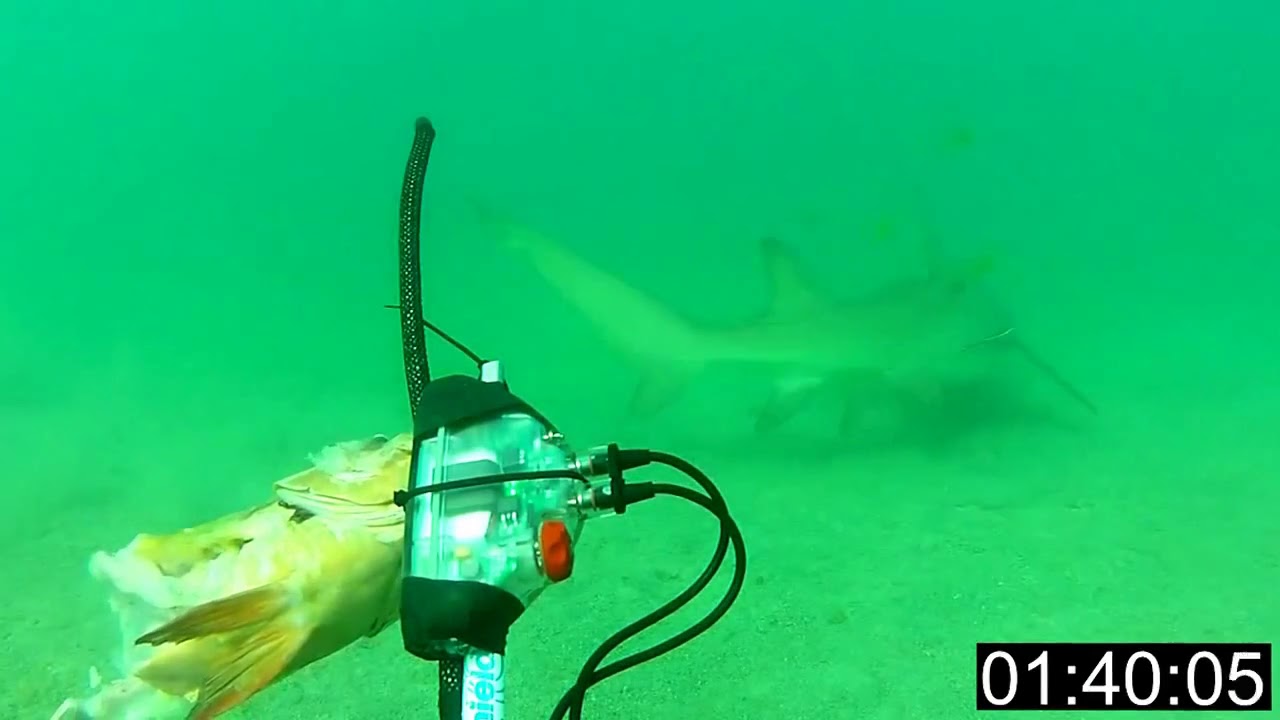 Terra Australis - Testing FREEDOM7 - Shark Shield Technology
