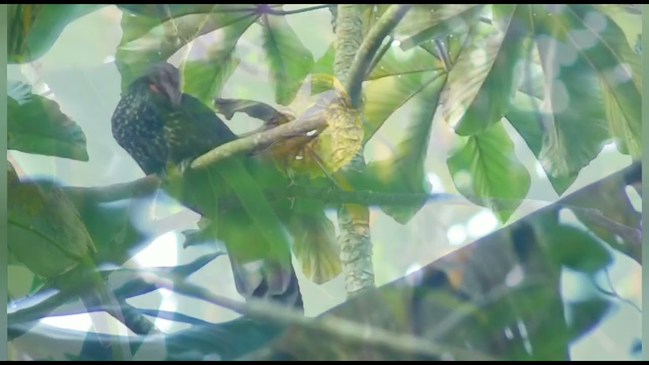 Passarinhar ou observar aves &eacute; considerada uma terapia natural. Adquira esse h&aacute;bito voc&ecirc; tamb&eacute;m!