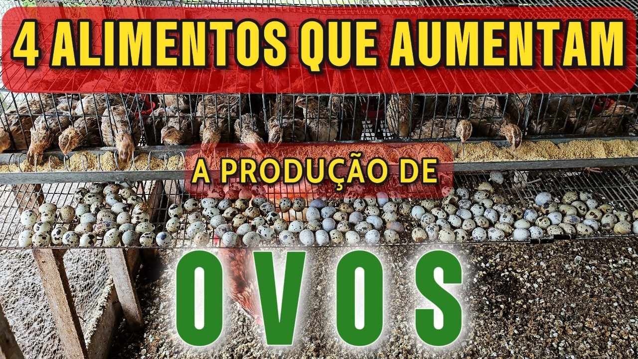 4 ALIMENTOS QUE AUMENTAM A PRODUÇÃO  DE OVOS DAS CODORNAS
