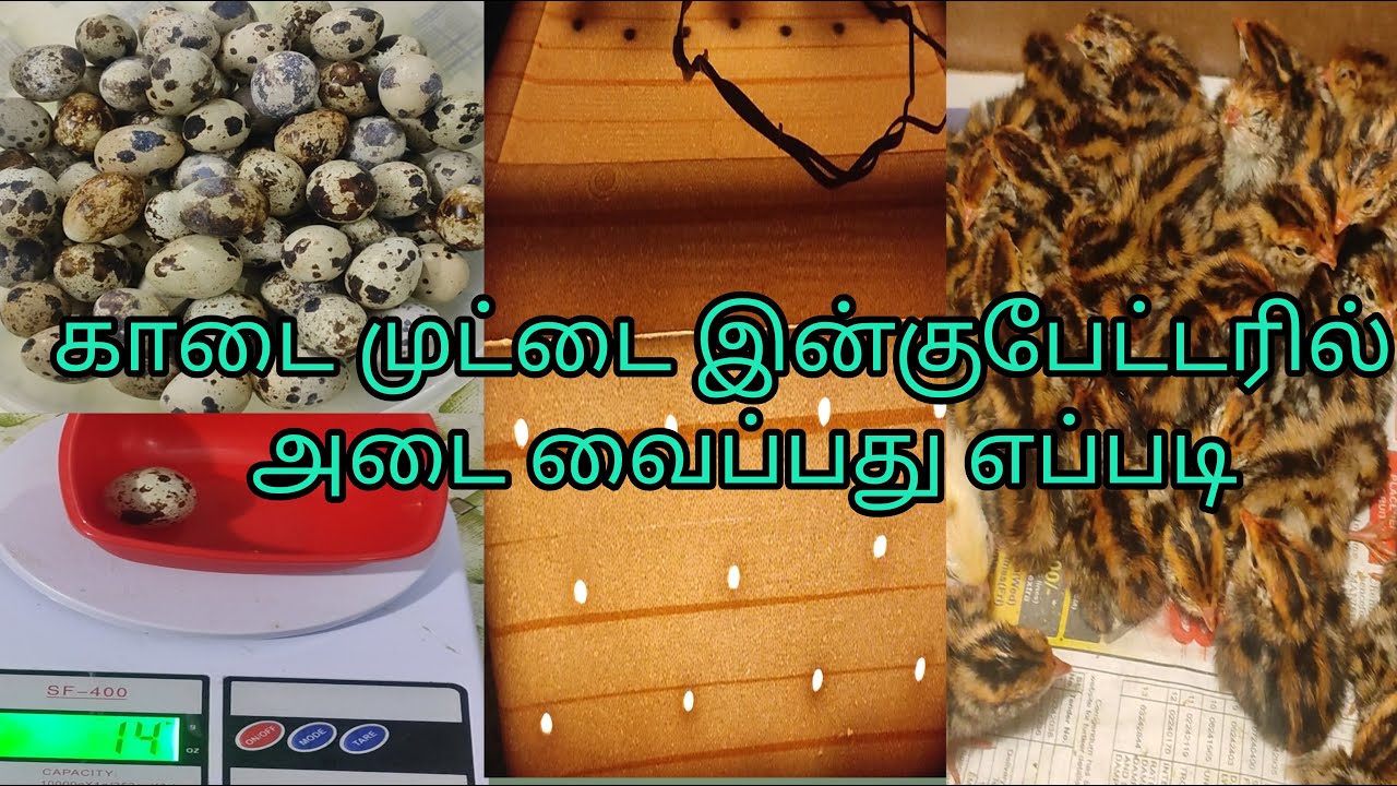 இன்குபேட்டரில் காடை முட்டை அடை வைப்பது எப்படி? 💥🐣🐥🦆🦢🦃🐧🕊️🦅🐦👌