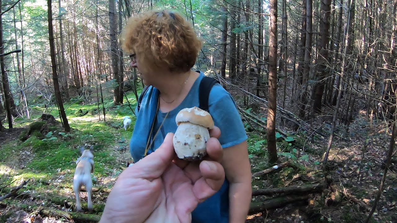 У ЛІСОВІЙ ГЛУШІ!..Знайшли ГРИБНЕ МІСЦЕ!..Масове ГРИБІВ немає, але нам ДОПОМОГ ЛІСОВИЧОК!
