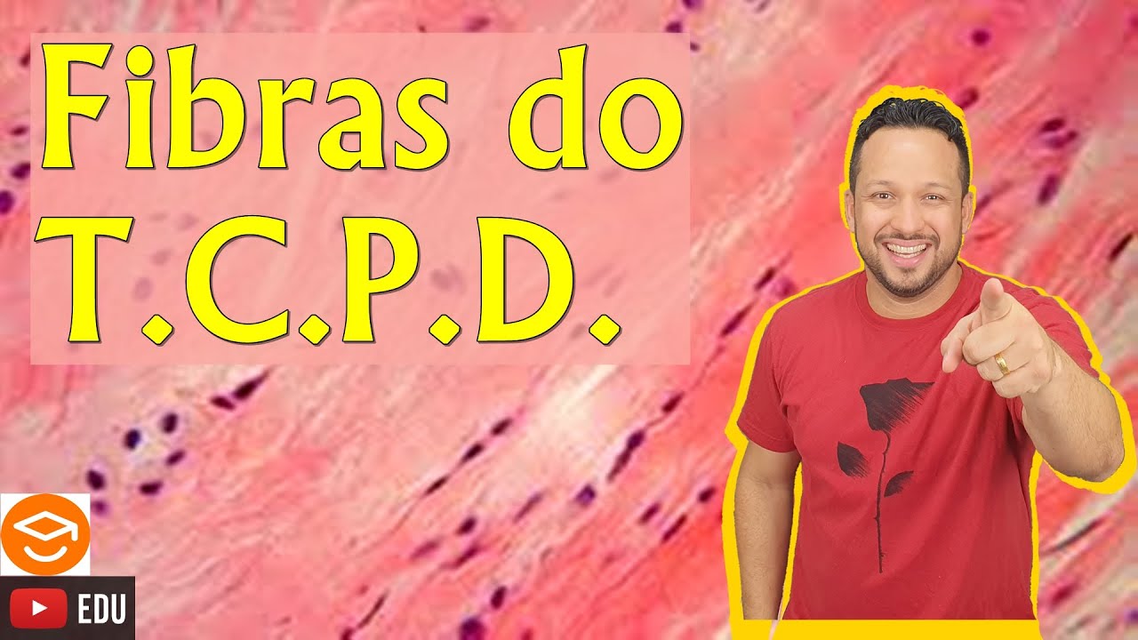 Fibras do Tecido Conjuntivo Propriamente Dito - Fibras do T.C.P.D. - Histologia Animal