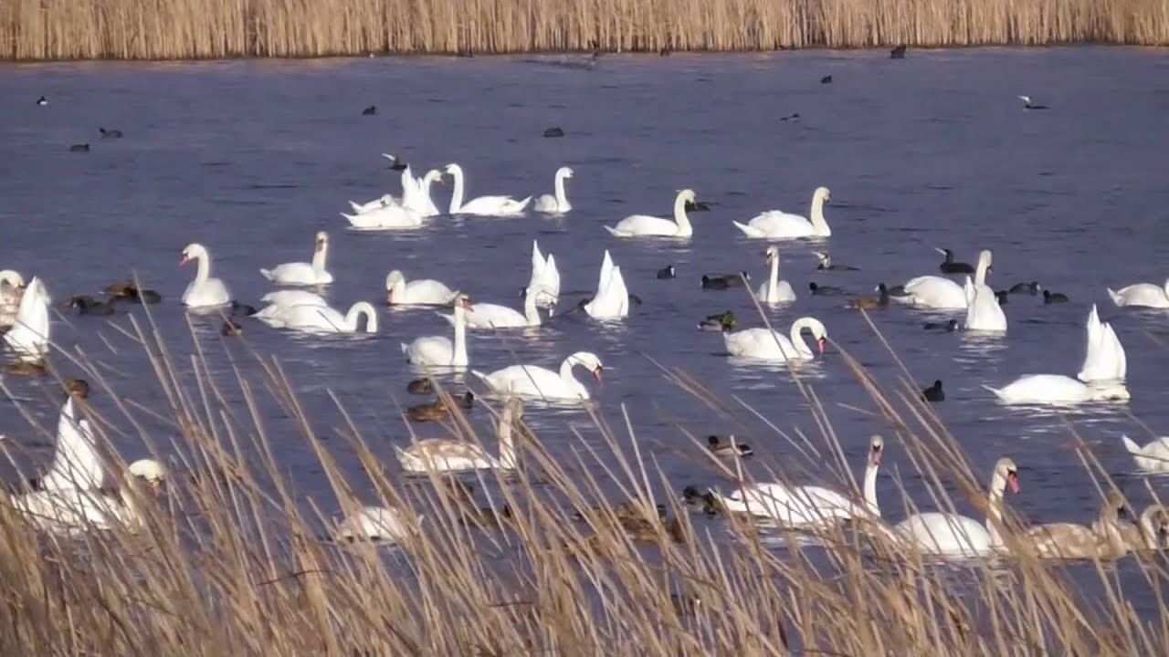 Winter. Birds Paradise. Burshtyn Water reservoir  | Humane Birding, Wetlands documentary
