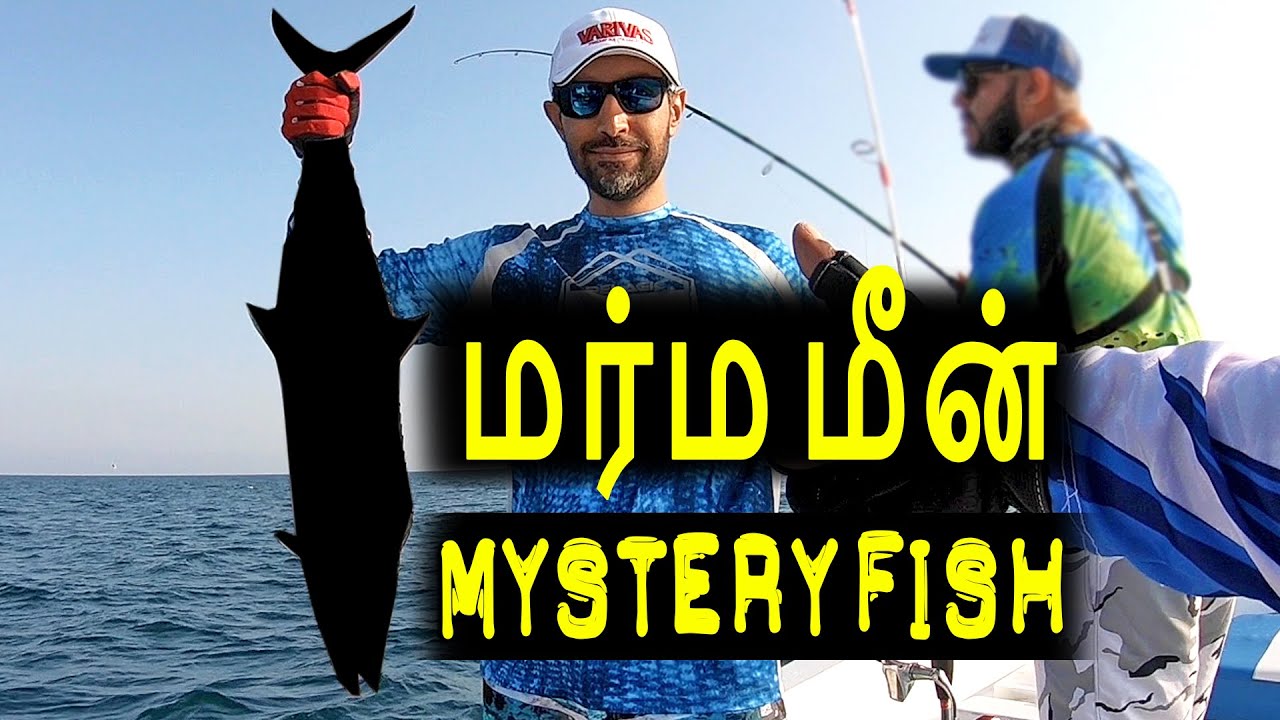 Mystery Fish Attack😨 ! + Unfinished Story🤔....Qatar Fishing Vlog