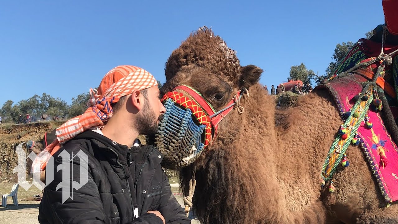 Inside the world of camel wrestling in Turkey