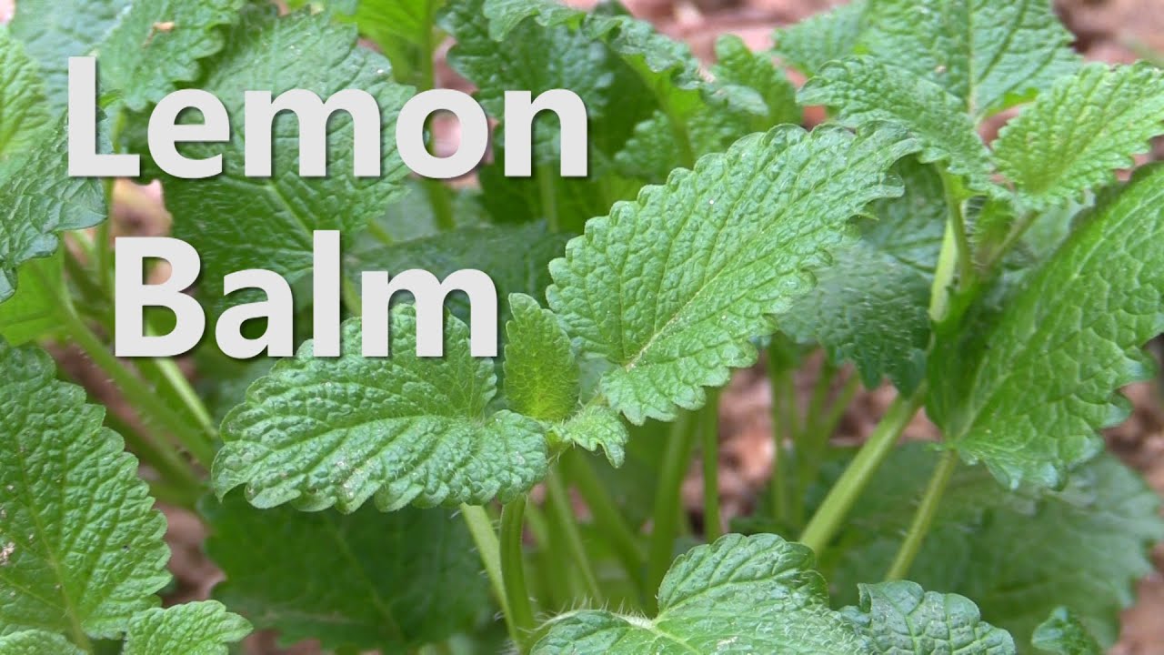 Survival Medicine - Lemon Balm (Melissa officinalis)