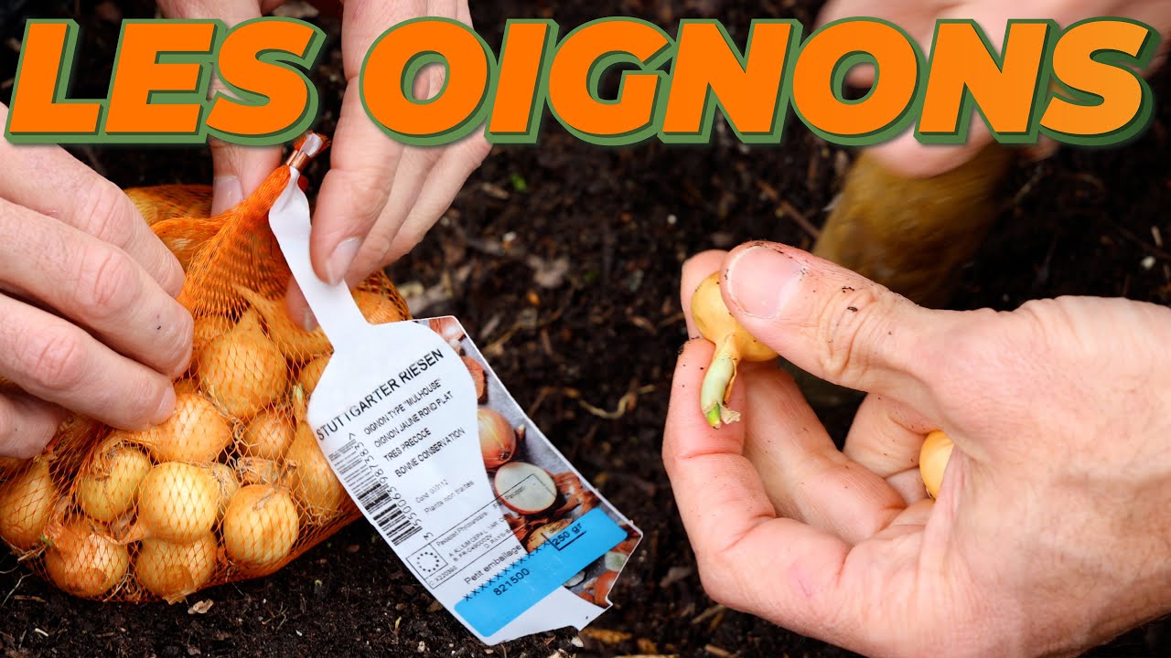 COMMENT PLANTER DES OIGNONS DANS VOTRE POTAGER - Que Faire Dans Mon Jardin ? Semaine 14