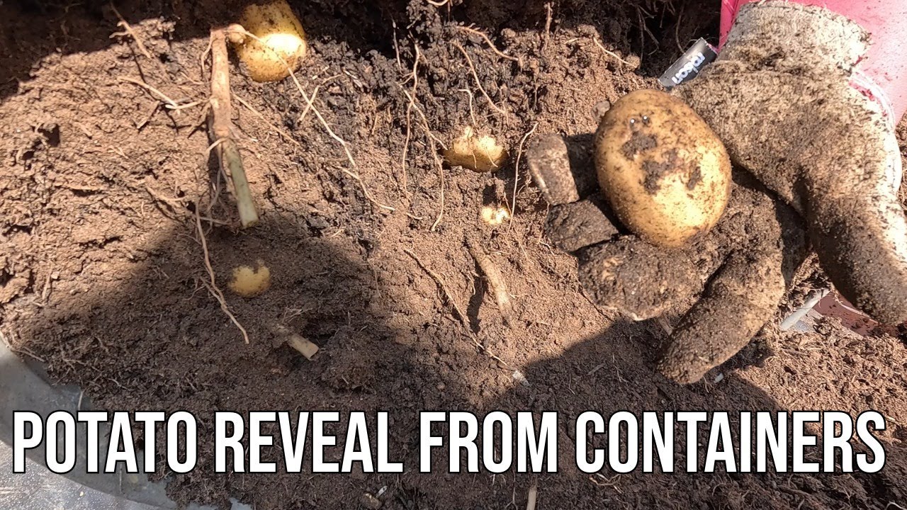Potato Reveal Charlotte Potatoes in containers | Any Advice for a Better Crop?