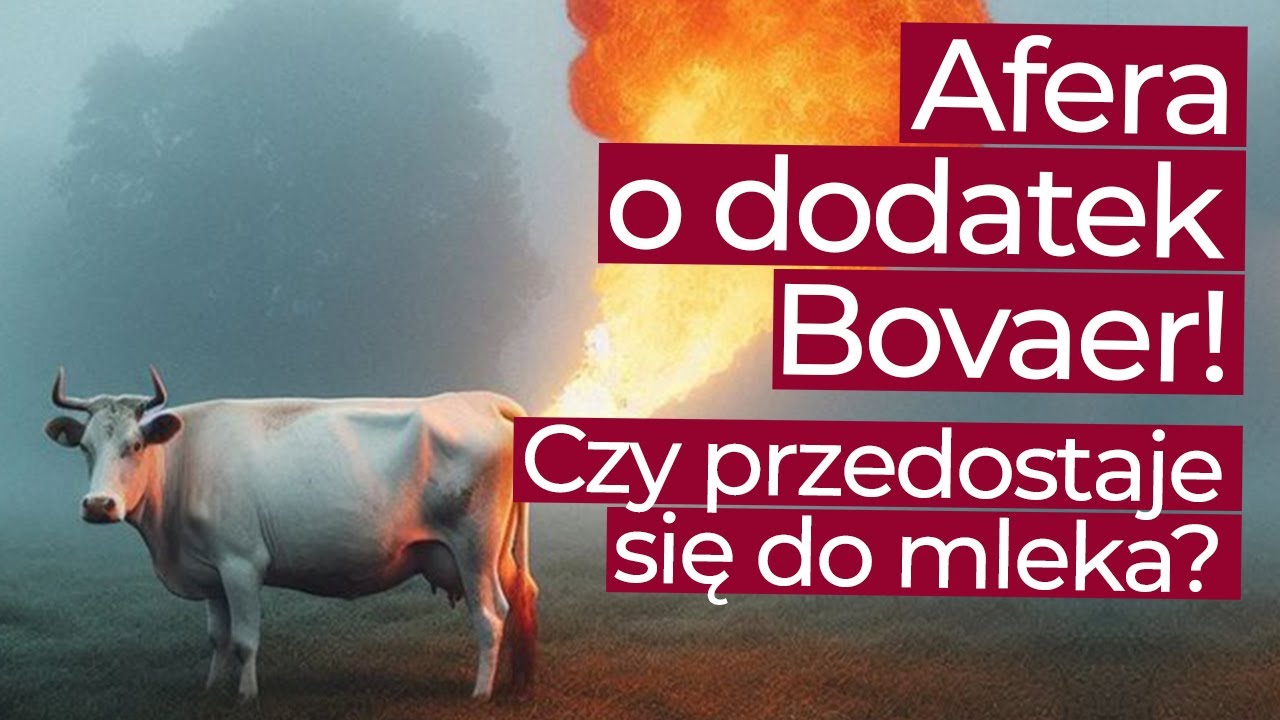 Afera o dodatek Bovaer! Wprowadzają go polskie mleczarnie!