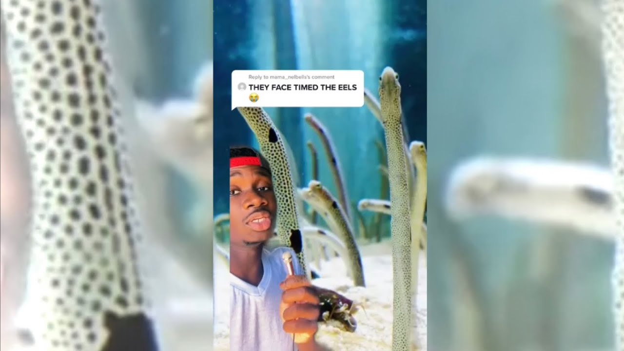 You could&rsquo;ve FaceTimed an Eel....